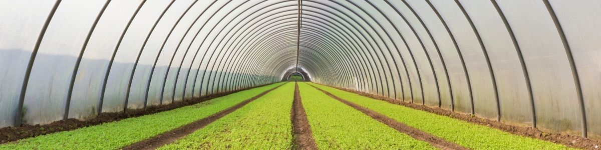 Bafra’da Seracılıkta Yeni Teknolojiler ve Uygulamalar
