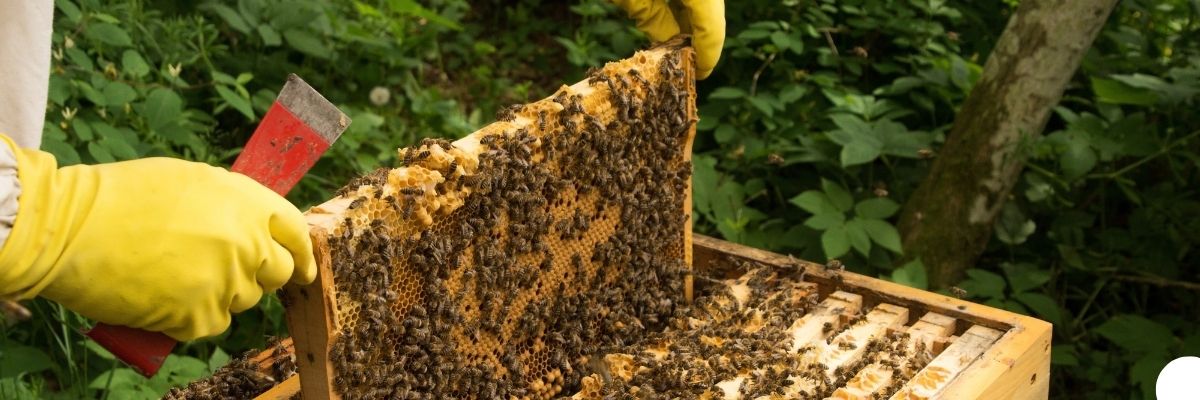 Samsun’da Arıcılık Faaliyetleri ve Bal Verimi 2025