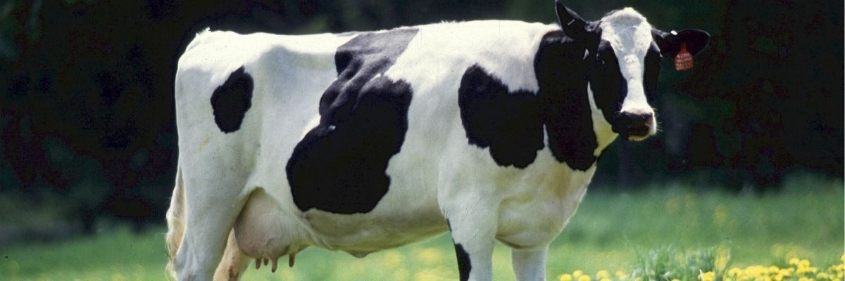 Bafra Hayvancılık Destekleri