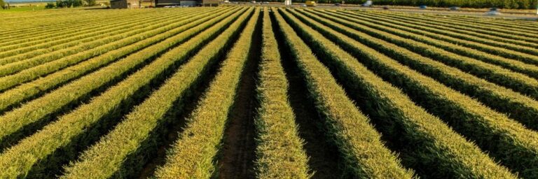 Bafra Tarımda İlk Bahar Hasadı